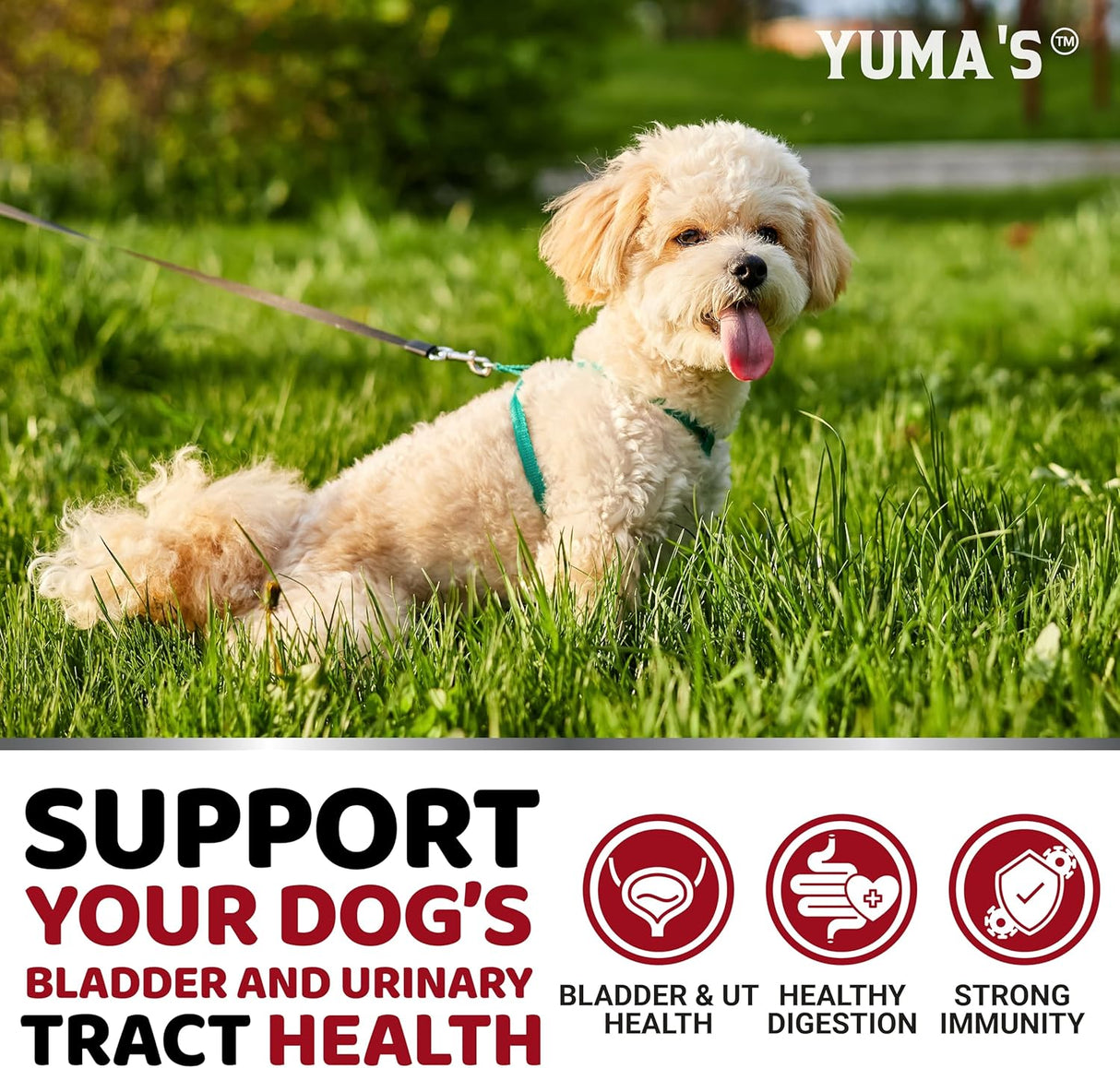 Dog Bladder & Urinary Balance Chews - YUMA'S