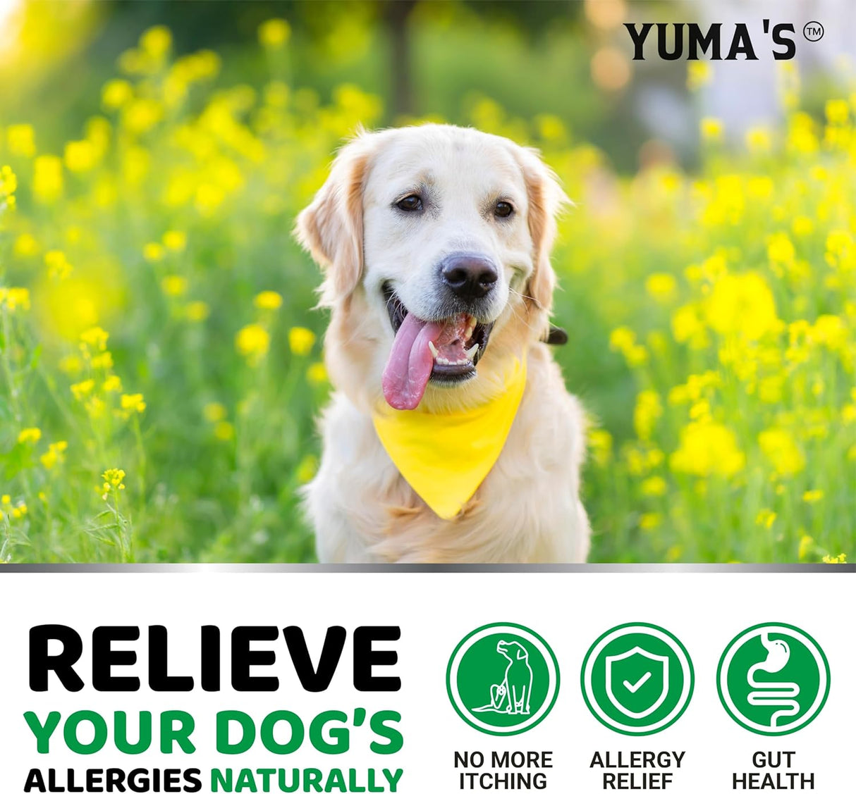 Dog Allergy Support Chews – 240 Count - YUMA'S