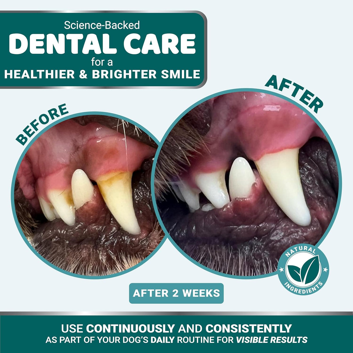 Dog Dental Powder – Fresh Breath & Oral Care (60 Scoops) - YUMA'S