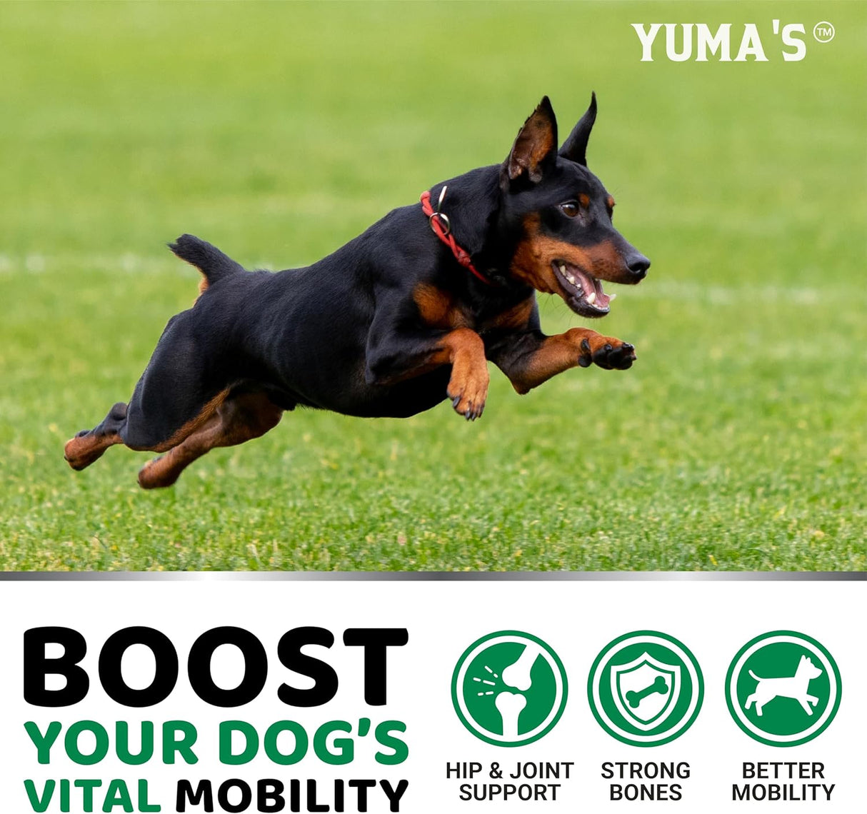 Hemp Hip and Joint Support with Glucosamine for Dogs - YUMA'S